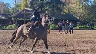 #caballoscriollos #caballosdetrabajo #horse #gauchos #tradiciones 