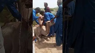 Loudest Camel Cry Ever 😲 Viral Village Scene!