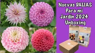 NUEVAS DALIAS para mi JARDÍN 2024 | UNBOXING DALIAS
