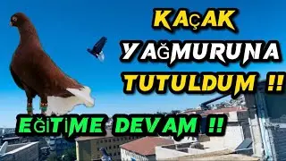 “KAÇAKLARIN SONU GELMEDİ !! KUŞLARA DELİ EĞİTİM VERİYORUM! dayanamadılar