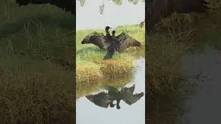 Indian Cormorants Drying wings after Fishing #youtubeshorts