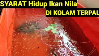 CARA BUDIDAYA IKAN NILA DI KOLAM TERPAL UNTUK PEMULA