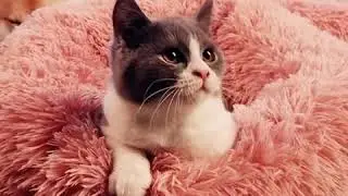 Cozy bed for cats