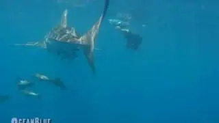 Whale Shark - Sail Rock, Koh Phangan, Thailand