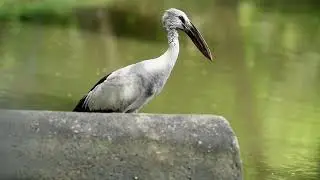 Asian Openbill eating snails in Bangkok, Thailand 🇹🇭