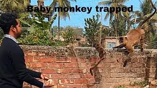monkey rescue review. Baby monkeys trapped. How can  call Lord Hanuman.newborn baby monkey rescue.