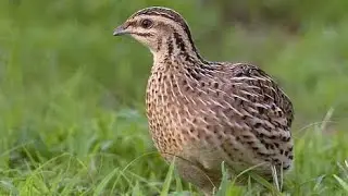 Rain quail (Coturnix coromandelica) female
