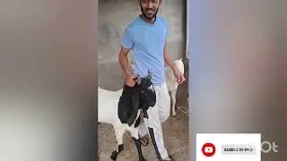 #bakaron ki khure#cutting kaise karen# veterinary#tiritment#dog nails#cat nails#bhays#gay#goat farms