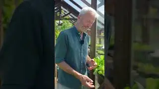 Quick growth from seed to transplant