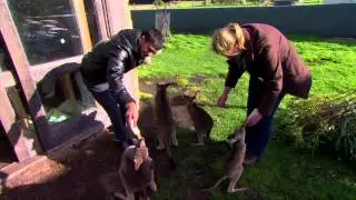 My Australia:  Wildlife Rehab