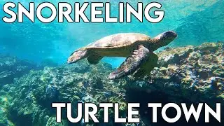 Makena Landing Turtle Town Snorkeling | Maui Snorkeling Spots HAWAII | Best places to snorkel