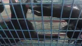 Siamese Cats, Siamese Cat House, Ban Maeo Thai Boran, Samut Songkhram