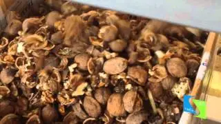 Black Walnut Cracker & Hazel Nut Cracker Machine