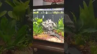 24 Hours After Adding Fluval 207 Canister Filter Planted Aquarium Snail Tank