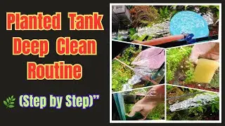 &ldquo;Planted Tank Deep Clean Routine 🌿 (Step by Step)&rdquo; #plantedtank #aquariumtips #seachem #scrotchbrite
