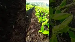 Turmeric farm in village| गाँव में हल्दी का खेत #farming #agriculture #villagelife
