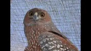 Spotted Harrier Release