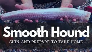Skinning a Smooth Hound on the Beach &ndash; Prepping Fresh Rock for the Table #beachfishing