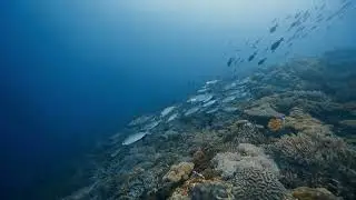 How&rsquo;s the corals in Boracay? Crocodile Island + Puka Reef