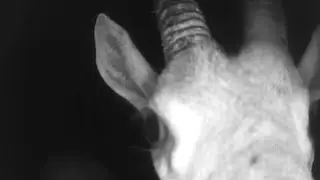 Trailcam Footage - Elkana - Blackwater Stream (Location 10)