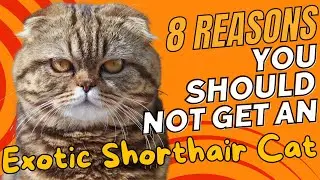 8 Reasons You SHOULD NOT Get an Exotic Shorthair Cat 🚫😺