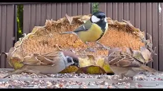 Воробьи и синички обедают вместе.