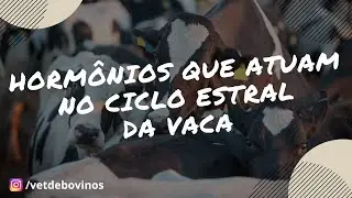 Hormônios que atuam no ciclo estral da vaca #029