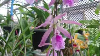 エンシクリア交配種（Encyclia Hybrid）？