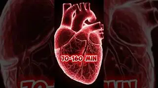 The human heart beats 42,000,000 times in a year 😱 #facts #amazingfacts @wahiyatfact2.0