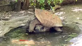 kura kura kawin. Giant tortoise mating