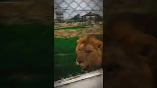 A Very Confident Walk From The Rock Male🥵👿 #fullsupport #unfrezzmyaccount #animals #lion #shorts