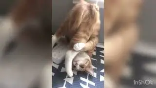 Funny cats01