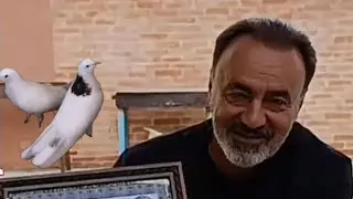 Голуби Гейдара Бабаева, Баку. Geidar Babayev's pigeons, Baku.