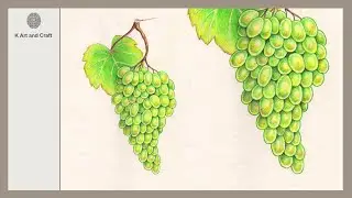 How to draw grapes by colour pencil/ Step by step very easy realistic grapes/ colour fruits drawing