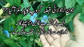 Grow permanent plants from cuttings in June/fast growing house plants&lrm;⁨@Myowngarden141⁩&nbsp; .