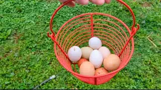 🥚Perfect Egg Basket for Backyard Chicken Keepers | Holds 24&ndash;36 Eggs | Rust-Resistant & Lightweight