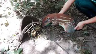 armadilha de paca e cutia testada e aprovada na sapucaia vc e capas de sobreviver no mato aprenda!!