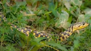 5 Animals You Want To See In Your Garden & 5 You Don&rsquo;t Want To Encounter