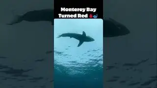 🔥 WATCH: Killer Whales Hunt a Whale in Monterey Bay! #orcaattack  #apexpredator
