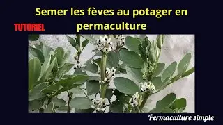SEMER LES FEVES c'est facile !