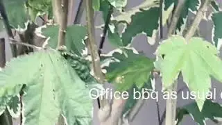 Office BBQ