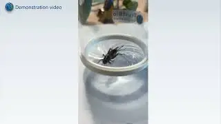 Rapid Insect Catcher