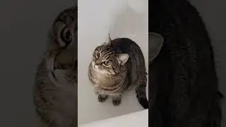Maui cat 고양이 猫is Kucing Iring Pusa Katze Chatte Gata Con mèo Katze live!