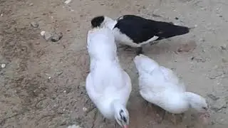 Muscovy Ducks Group 2 | Day 58