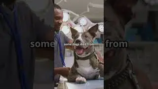 California Dog Trainer Charged With Animal Cruelty
