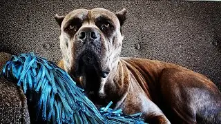 Rustic Corso or Designer breed? The DNA doesn't lie!