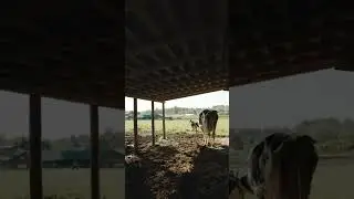 [PointFOOTAGE] Animals - Cattle cow female mud dirt farm - LS - 4919752 - Vertical SloMo