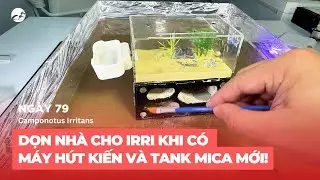 Vlog Kiến | Ngày 79: dọn nhà cho IRRI khi có MÁY HÚT KIẾN và Tank Mica Mới!