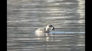 perkozek / little grebe