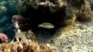 Bluelined wrasse (Stethojulis albovittata) male, Стетоюлис белополосый, Синий губан самец